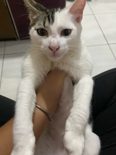 Gatinho filhote de 6 meses amoroso