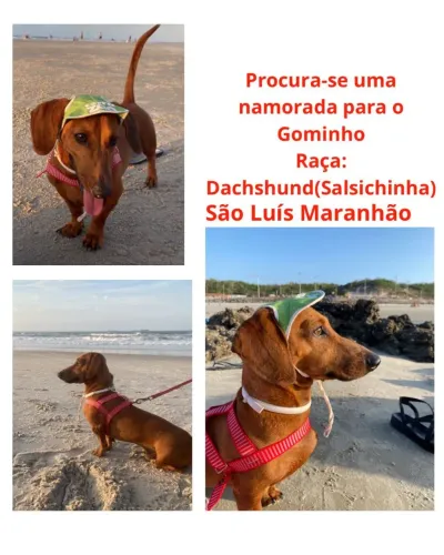 Procura-se namorada Raça Dachshund (salsichinha)