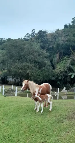 Vendo pônei com filho junto