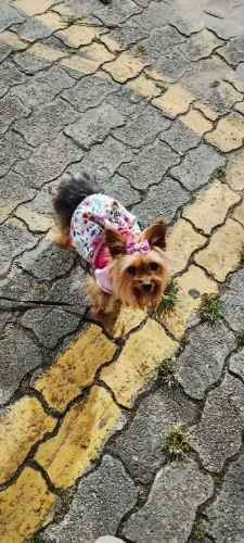 Yorkshire terrie