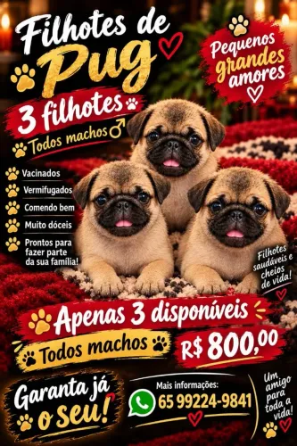 Cachorro