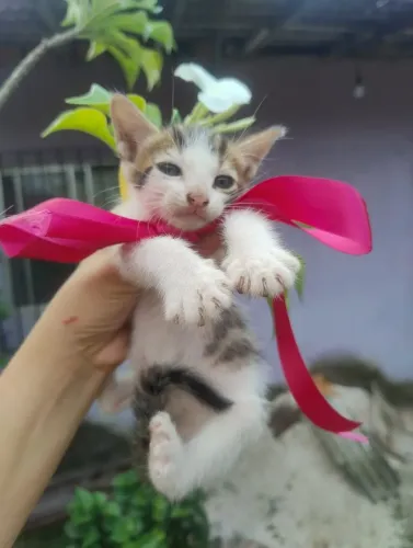 Gatinha para adoção