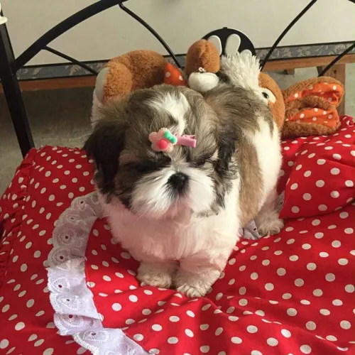 Filhote de Shih Tzu Disponível 