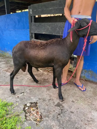 Vende se Carneiro