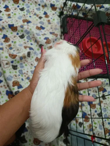  2 lindos porquinhos da índia doceis 