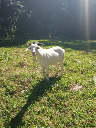 Cabras saanen