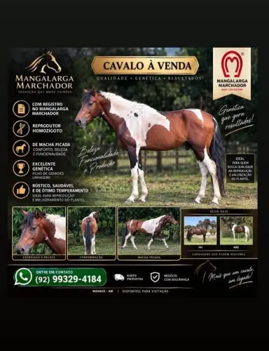 Cavalo a venda