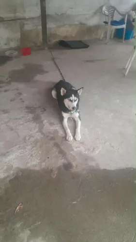 Husky siberiano