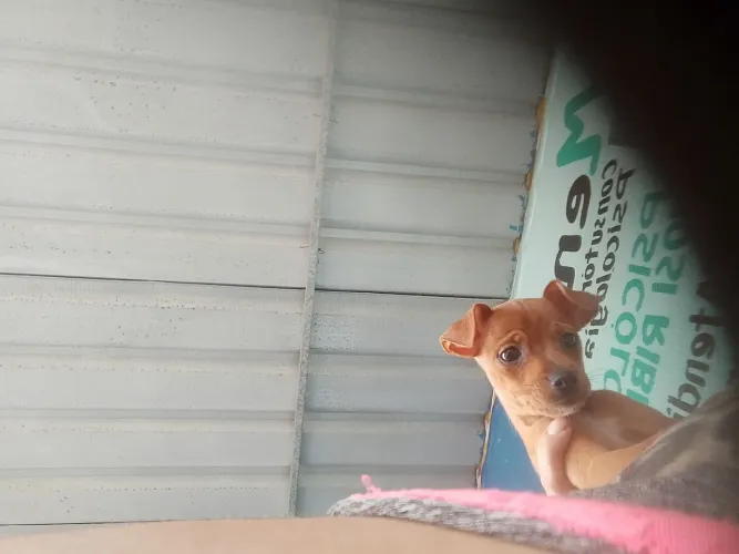 Cachorro pinscher 