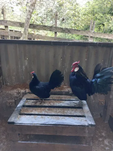 Casal de garnizé Rosecomb #Sebright