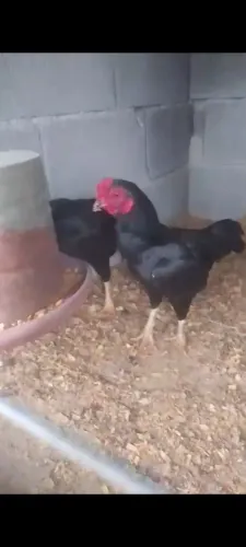 Mini índio lote 