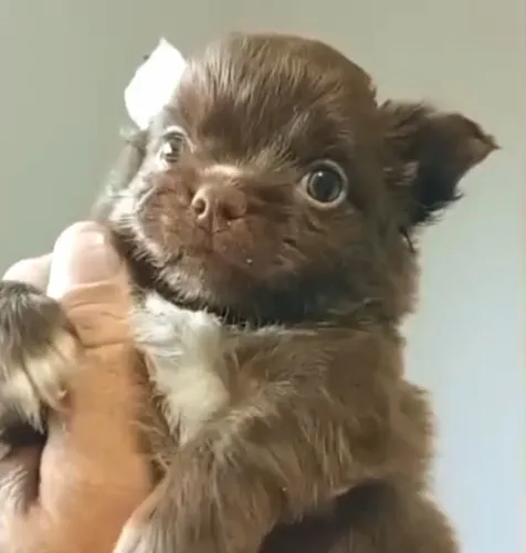 Chiuahua chocolate pelo longo