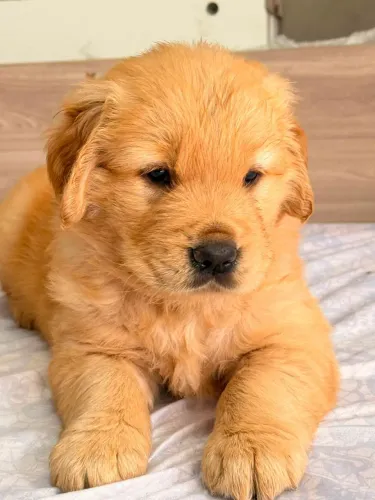 Filhotes Fêmeas de Golden Retrivier