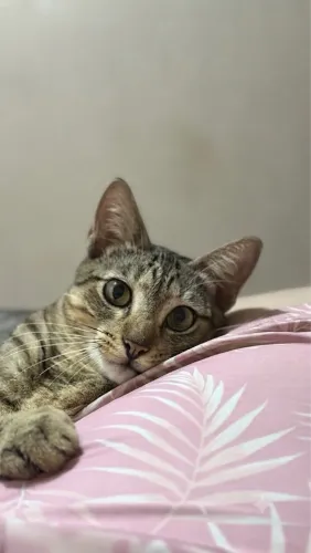 Adote um gatinho 