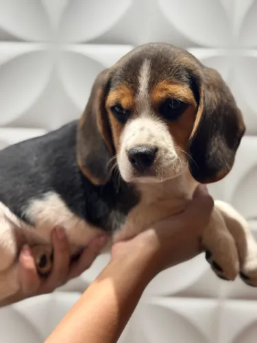 Beagle