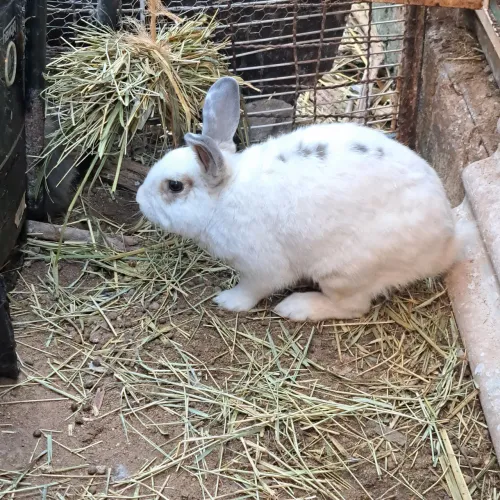 Vende-se Coelhos brancos
