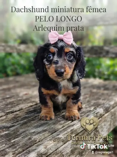 Dachshund miniatura pelo longo