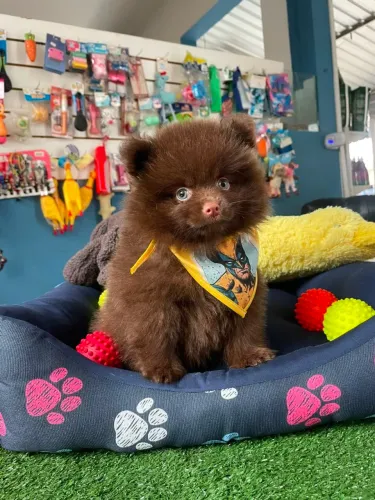Spitz alemão machinho chocolate uma bola de pelo