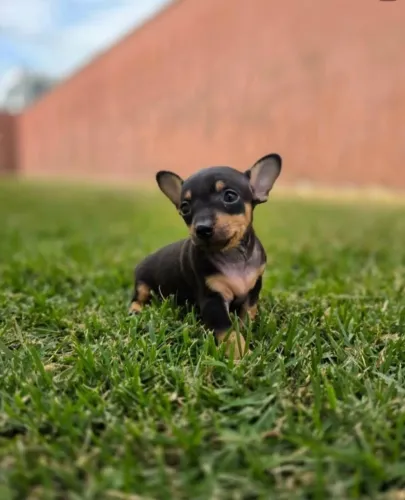 Pinscher 0 -Melhor padrão da raça -Garantido 100% em contrato 