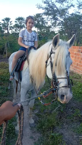 Vende-se / Cavalo marchador ?