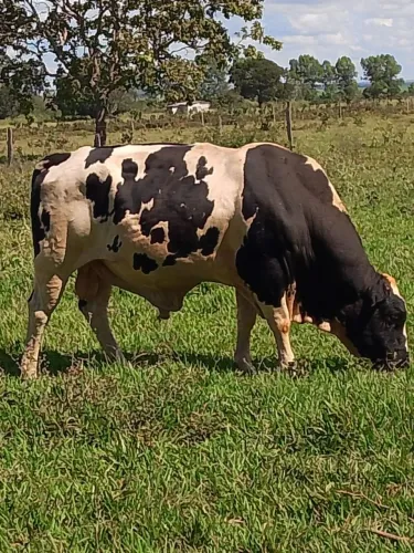 Vendo Touro Girolanda!