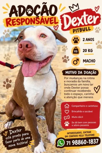 Pitbull 2 anos para doação