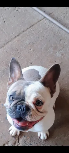 Bolldog francês fêmea
