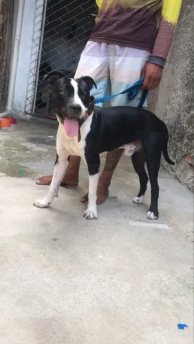 Vendo cachorro da raça Pitibul