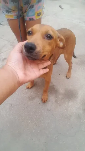 Cachorro