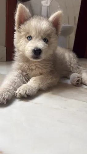 Husky siberiano