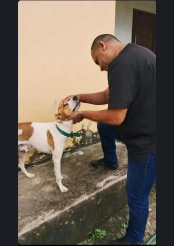 Atendimento veterinário 24 hrs