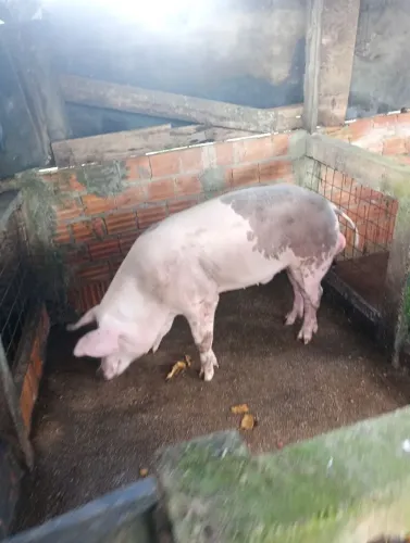 Venda de suinos