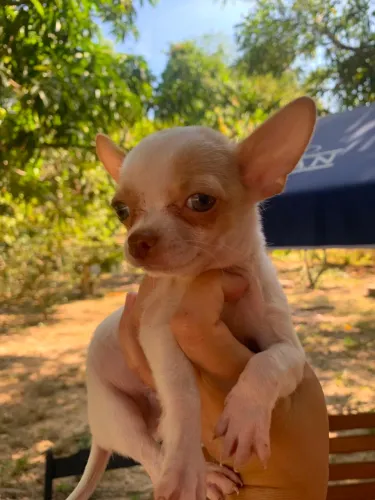 Filhotes machos de chihuahua
