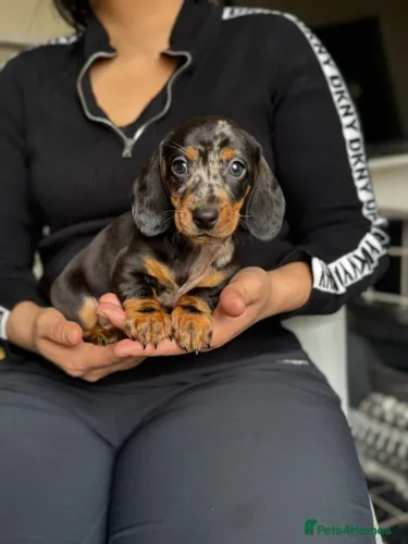 Filhotes dachshund/teckel/basset/salsicha/cofap com pelagem densa dócil