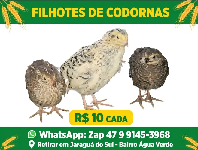Codornas
