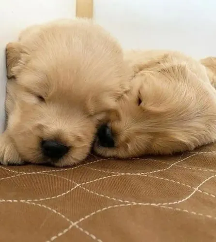 Filhotes de Golden Retriever | Fofura em dobro.