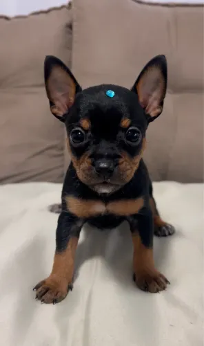 Pinscher macho 