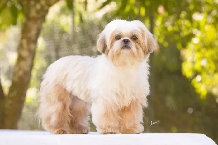 Shih tzu femea quer namorado 
