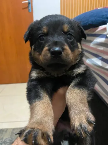 Filhote de rottweiler