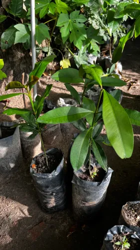BACUPARI MIRIM Mudas