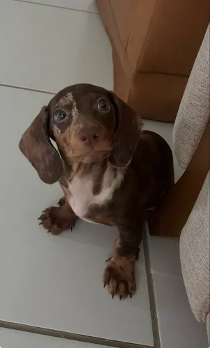 Dachshund Mofadinho 75 dias nasc (Salsicha)