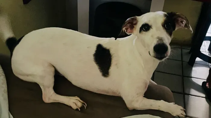 Animais para adoção 