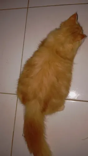 Gato persa