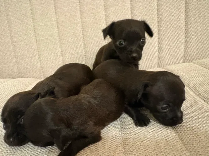pinscher raça pura