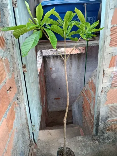 Jenipapo enxertada