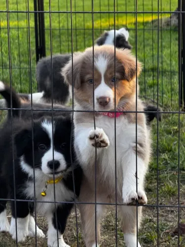 Filhotes de Border Collie | Peludinhos que iluminam vidas
