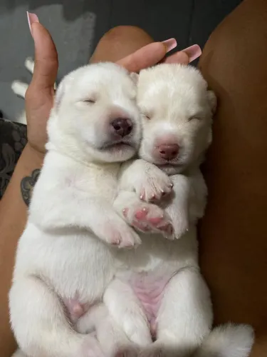 Vende-se lindos filhotes de husky siberiano