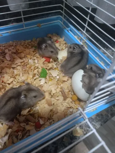 Hamster e esquilo da Mongólia 