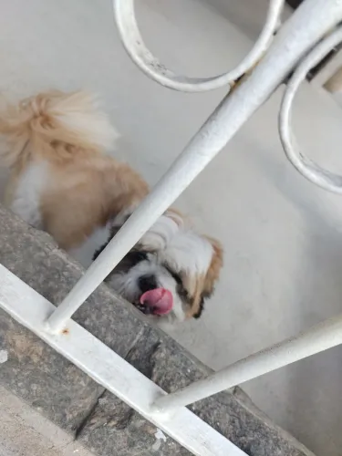 Cachorro raça Shitzu