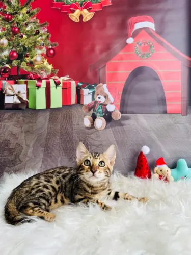 LINDA FEMEA DE BENGAL BROWN